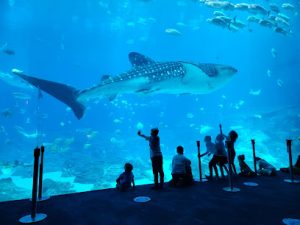 Georgia-Aquarium-300x225