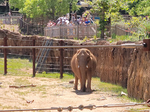 Zoo-Atlanta